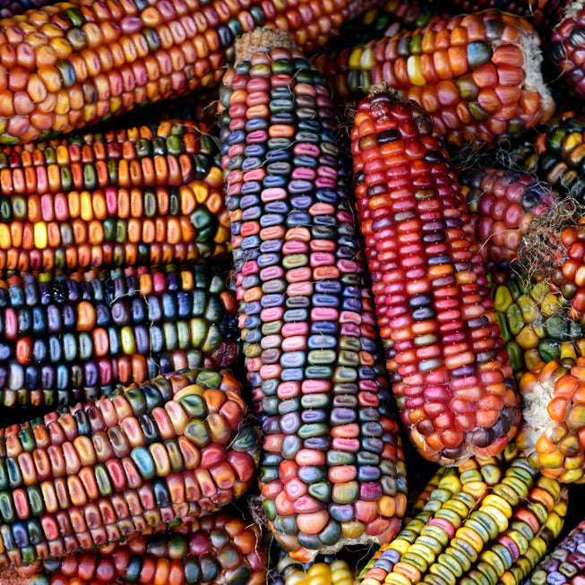 Multi-colored ears of orange, blue, yellow, maroon, black and white kernels. 7 to 8 foot tall plants produce 8 inch long smooth ears. 10% purple husks. Primarily used as an ornamental, it can be used as roasting or frying ears when young, as polenta or hominy, and ground for flour and meal. Harvest in about 115 days. Germination rate about 80% or better. 