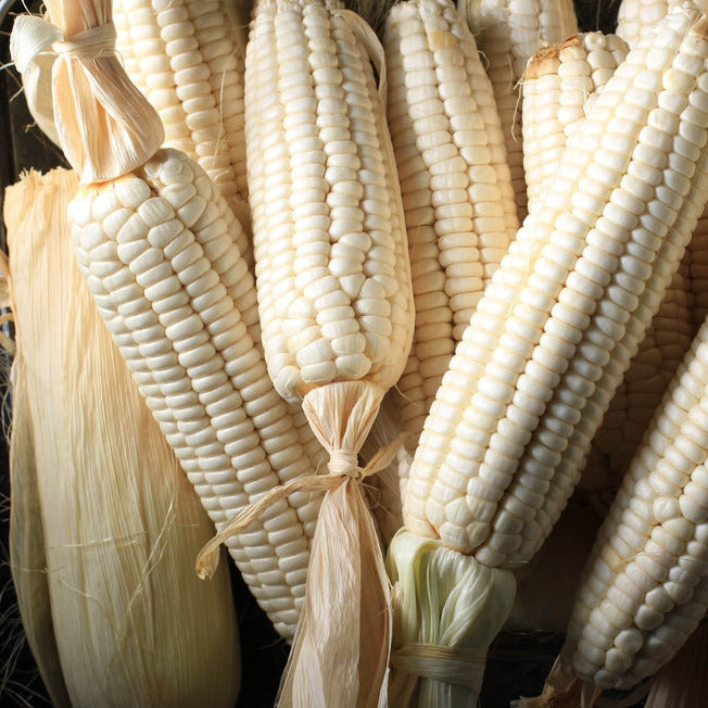 Corn Dent Hickory King grows to 8 to 9 feet tall. Produces 8 to 10 inch long ears with 14 to18 rows of white kernels. Heat tolerant. Stays fresh for a long time. Corn Dent Hickory King produces field dent corn that is excellent for roasting in the milk stage, frying or leave on the stalk until dried to be used as a dent. 