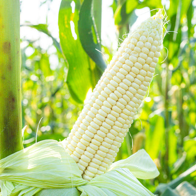 Here is your chance to grow a corn in your garden that predates our Civil War, Stowell's Evergreen Sweet Corn! Though this is one of the oldest, sweetest white corns available, it is still a favorite among many. Matures slowly over a long period of time and then rewards the gardener with plump, sweet, white kernels. Harvest in about 110 days. Germination rate about 80% or better. 