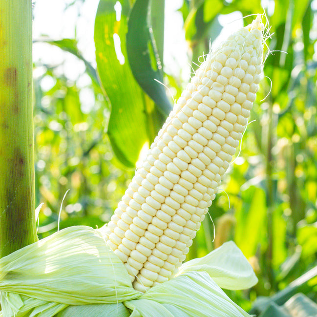 Here is your chance to grow a corn in your garden that predates our Civil War, Stowell&