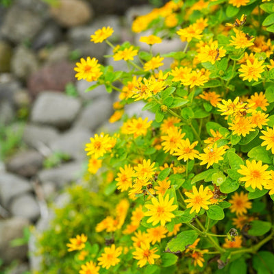 Also known as Golden Crownbeard, the Cowpen Daisy is an annual that loves sandy and disturbed soils. It has many branches covered with large yellow blooms. It is one of the larval food plants of the bordered patch butterfly. Grows to a height of 4 inches.