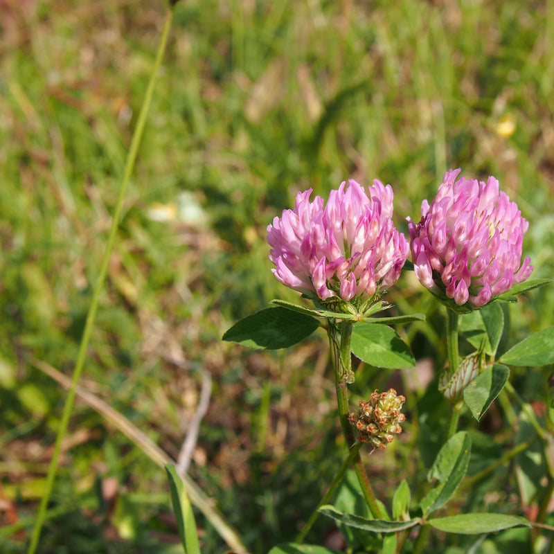 The best clover for poor soils. A tall (2 to 3 feet), quick-growing clover. Sow in spring, summer or fall, alone or with grain/grass. Will grow in more acid soil (pH 5.0-6.0) than other clovers if lime is applied at seeding time. Widely grown biennial used for Nitrogen addition and hay crops. Large plant with big leaves makes it an ideal grazing crop. Red clover may be the best choice for frost seeding; it is extremely cold hardy and does well in most soils and growing conditions.