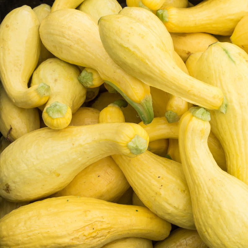 Squash Summer Yellow Crookneck is a garden favorite. This traditional variety is well known for its buttery flavor and firm texture. Big plants are late to begin bearing, but then yield consistently over a long picking period. Best picked small, 4 to 5 inches long. Larger fruits will have a bumpy appearance, large seeds and not taste very good. Harvest in about 58 days. Germination rate about 80% or better. 