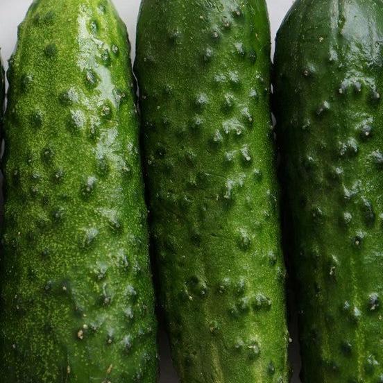 Cucumber Pickling Calypso 25 Non-GMO, Hybrid Seeds