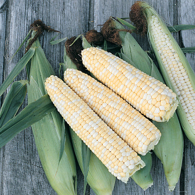 The first bi-color, open-pollinated sweet corn. Early maturing with strong germination in cool soil. It is based on a nice yellow corn called Burnell that was grown in Maine in the early 1900's and an early white heirloom from New York's St. Lawrence Valley.  Nice-sized, averaging 7 inch, ears with 12 to 14 rows of yellow and white kernels, some ears with yellow kernels only.