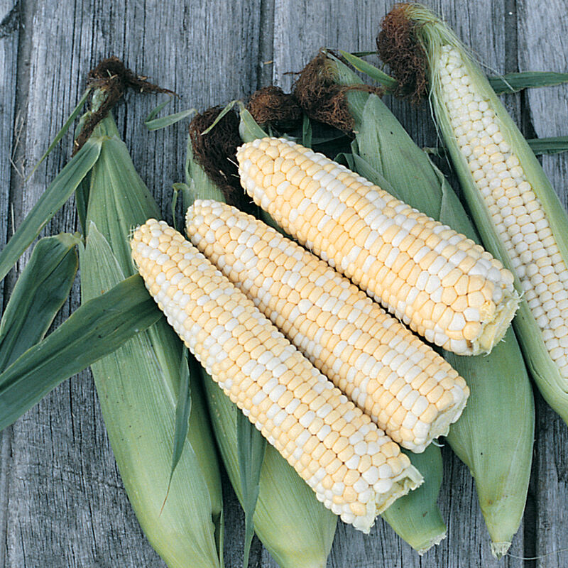 The first bi-color, open-pollinated sweet corn. Early maturing with strong germination in cool soil. It is based on a nice yellow corn called Burnell that was grown in Maine in the early 1900&