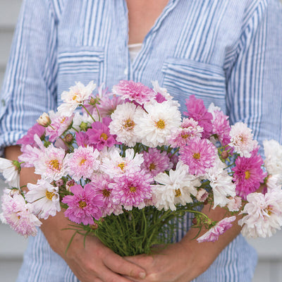 Grows 2 to 3 inches fully and semi-double bi-color flowers on strong stems for cutting. They are highly variable in the proportion of pink to white, creating the pleasant effect of a bicolor mix. Flower colors range from a contrasting dark pink edge on a bright white flower to soft, creamy white with blush of pink.