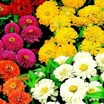 Plant Flower Zinnia Various Types and Sizes