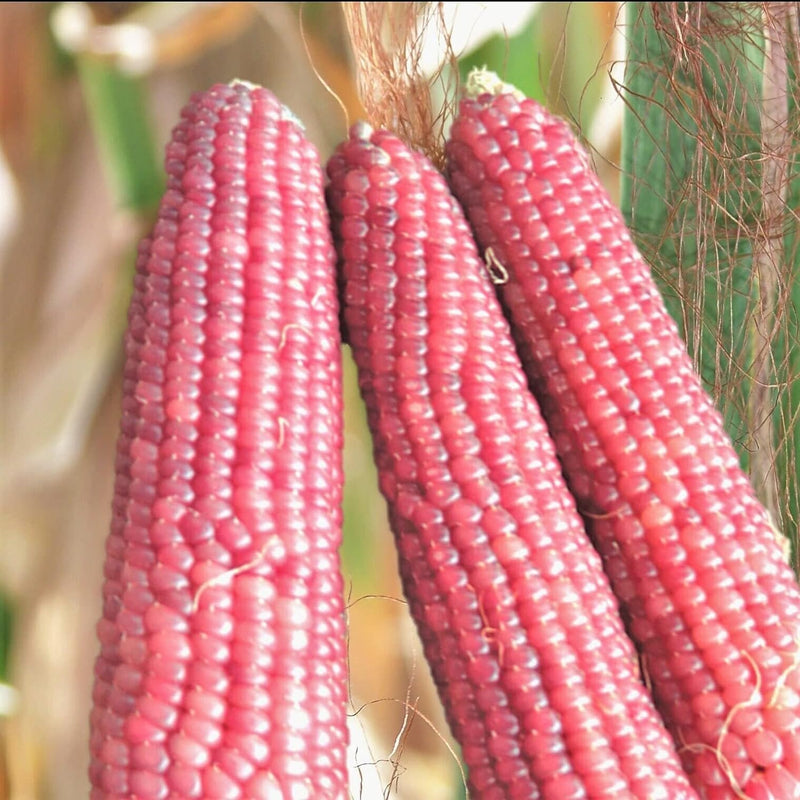 This Early Pink Popcorn is growing in popularity for two reasons. First, it is VERY EARLY with a maturity of 95 days. Second, the color of the pink is very appealing. The colors vary from pink popcorn- pink to mauve to light purple. This early maturing popcorn has stalks about five feet high. The ears are 5-7 inches in length and about 1 1/2 inches in diameter. There are usually 1-2 ears per stalk. 
