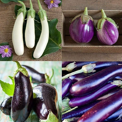 Eggplant is a highly diverse crop widely cultivated around the globe. Eggplant generally grows best in dependably warm and settled weather. Set includes Black Beauty, Casper, Long Purple and Rosa Bianca.  Harvest in about 60 days. Germination rate is about 70% or better.
