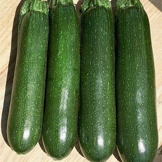 Plant Zucchini Felix 4.5 Inch Pot