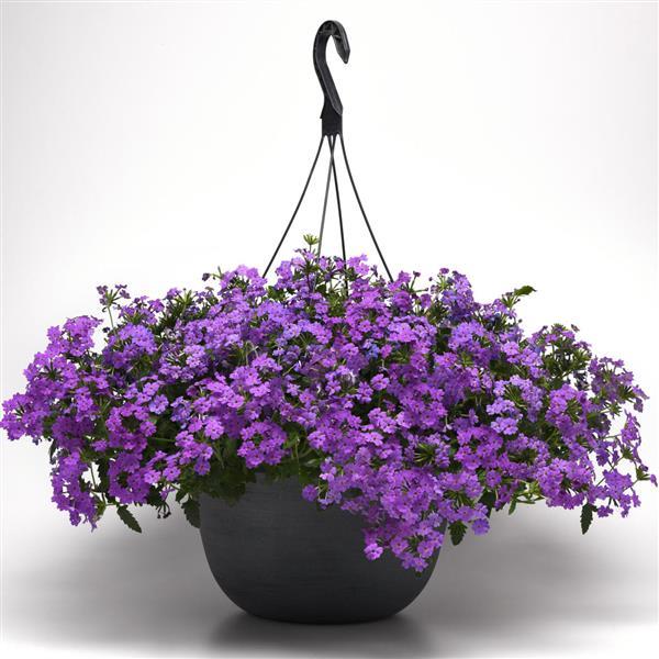 Plant Flower Verbena Firehouse 5 Colors 10 Inch Hanging Pot