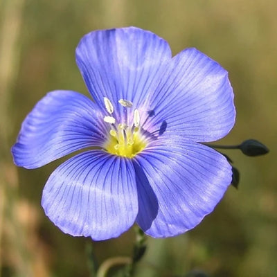 One of our favorites, Annual Blue Flax is a classic American native wildflower. This perennial version is also often known as Linum Lewis II in honor of explorer Meriwether Lewis who remarked upon this species in his journals. Blue Flax prefers full sun, but can tolerate some partial shade as well. Blue Flax is an early bloomer in most climates and a colorful harbinger of spring.