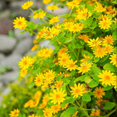 A close-up image of the Native Texas Daisy Cowpen with bright yellow flowers and green leaves.