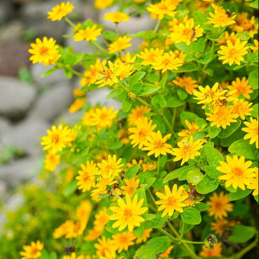 A close-up image of the Native Texas Daisy Cowpen with bright yellow flowers and green leaves.