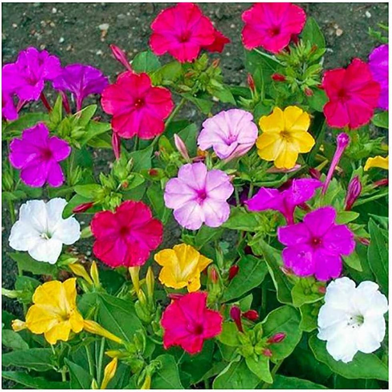 Mixed Colors Four-O-Clocks, so named because they typically bloom late in the afternoon, are among the most colorful, fragrant, and robust of all flowers that can be grown from seed. They&