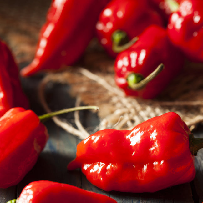 Bhut Jolokia Ghost Pepper Seeds plants are rated 800,000 to 1,001,300 on the  Scoville Scale. Heat is nothing less than intense and can be used in both fresh and dried forms. Commonly used in competitive chili pepper eating, India&