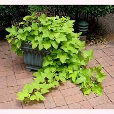 Plant Flower Sweet Potato Vine 4 Colors