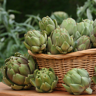 The Green Globe Artichoke is the king of the artichokes. It's the one you're most likely to find in your local supermarket or at your favorite restaurant. In addition to its delicious taste, the foliage of the Green Globe Artichoke is very attractive, and provides a welcomed aesthetic addition to the garden even after harvest. Harvest in 85 days. Germination rate about 70% or better.