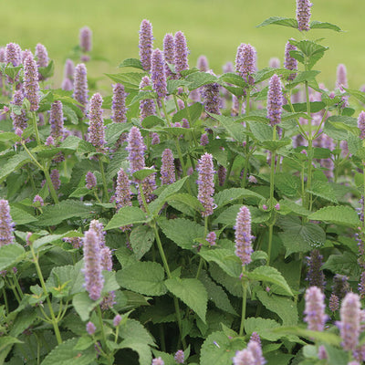 Group of purple flowers with green leaves on a blurred green background