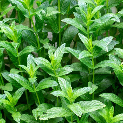 A lush image of mint herb plants with vibrant green leaves.