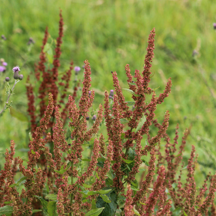 Red flowering plants in a field with a blurred green background