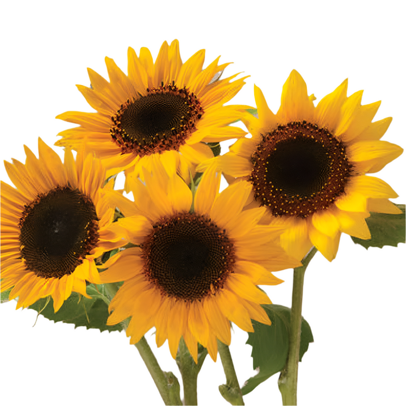 Classic sunflower appeal. Traditional, golden-yellow rays with dark brown disks. Bears armfuls of 3 to 5 inch blooms on 12 to 20 inch stems. Bears pollen; good for bee forage.&nbsp; Flower buds can be fried and the petals used as a garnish in salads and desserts; the flavor is bittersweet. Grows to a height of 60 to&nbsp; 70 inches. Blooms in about 90 days. Germination rate 80% or better.


Our Non-GMO seeds are sustainable. Our packaging is environmentally friendly, climate friendly, reusable, and recyclab