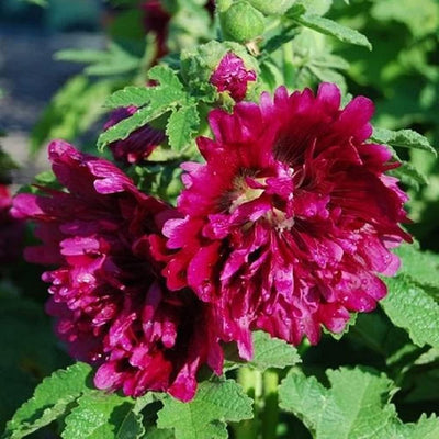 Large 3-4 inch blooms in shades of magenta and purple create a pompom center surrounded by a ring of larger fringed petals. This compact Hollyhock is perfect for smaller beds or even in tubs or containers. A 2004 All American Award Winner, Queeny Purple will flower the first year, adding to its charm. Blooms in about 70 days. Germination rate is about 70% or better. 
