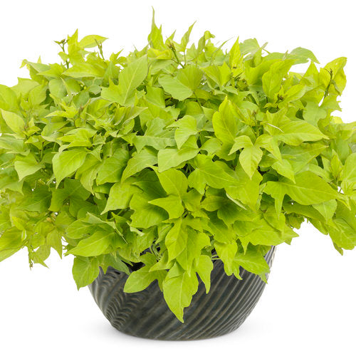 Plant Flower Sweet Potato Vine 4 Colors