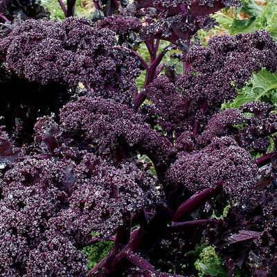 Close-up of purple kale leaves with a blurred green background