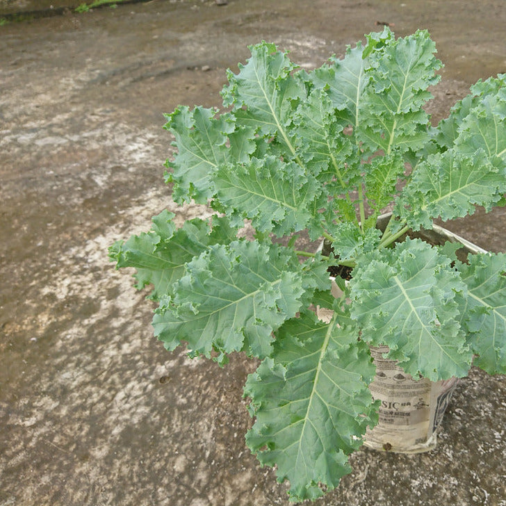 Upright, uniform 15 to 17 inch tall plants with smooth, thick, medium, deep green, round-oval leaves with frilled edges. Very productive. Used for baby leaf, bunching, stir fries. *Kale is one of the healthiest vegetables on earth. Kale is a true super food rich in carontenoids and flavonids, which are two powerful antioxidants that protect our cells from free radicals and are reported to specifically fight against the formation of cancerous cells. 