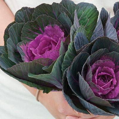 Lovely rich color for autumn bouquets. Plum center. Extend the flower production season with ornamental kale. The Crane series is consistent, uniform, and provides a range of colors. Crane Red has plum centers surrounded by dark green-to-purple outer leaves. Also known as flowering kale and ornamental cabbage.