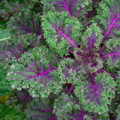 Red Russian Kale is a tender, colorful specialty for salad mix and bunching. It is a special, refined strain. Stems are purple; leaves are deep gray-green, purple-veined, flat, non-curled, and tooth-edged. The plants mature medium-tall and leaves are tender compared to other kales. For salads and light cooking.  Harvest in 25 days for a baby and 50 days for fully development. Germination rate about 80% or better.