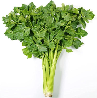 The Kintsai Chinese celery variety delivers a nice celery flavor and aroma that intensifies with age.  The plant does not produce ribbed, thick stalks as conventional celery but small, thin stems and leaves.  The open-pollinated plant is perfect for container growing and has mild frost tolerance. Perfect for temperate climates, it is decorative and thrives under cut-and-come-again conditions. 