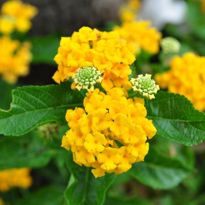 Plant Flower Lantana Trailing New Gold Hanging Basket 10 Inch