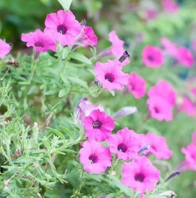 A hardy, reseeding annual variety native to South America. The Laura Bush Petunia goes "Hollywood" with a new color dimension: iridescent pink. The Pink Laura Bush Petunia is an open pollinated color selection that has retained all the desirable traits of heat and cold tolerance and disease resistance as the original Laura Bush Petunia.