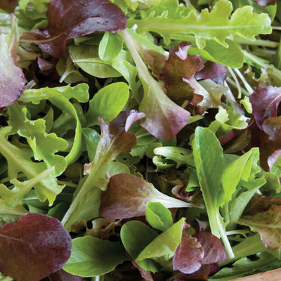 A close-up image of mixed lettuce leaves showing a variety of green and purple colors, indicating a healthy, fresh salad.