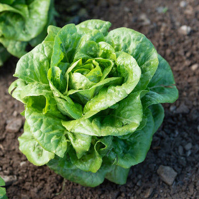 A mature romaine lettuce plant with dark green, tightly folded leaves growing in a garden.
