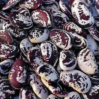 Close-up of a pile of purple and white beans