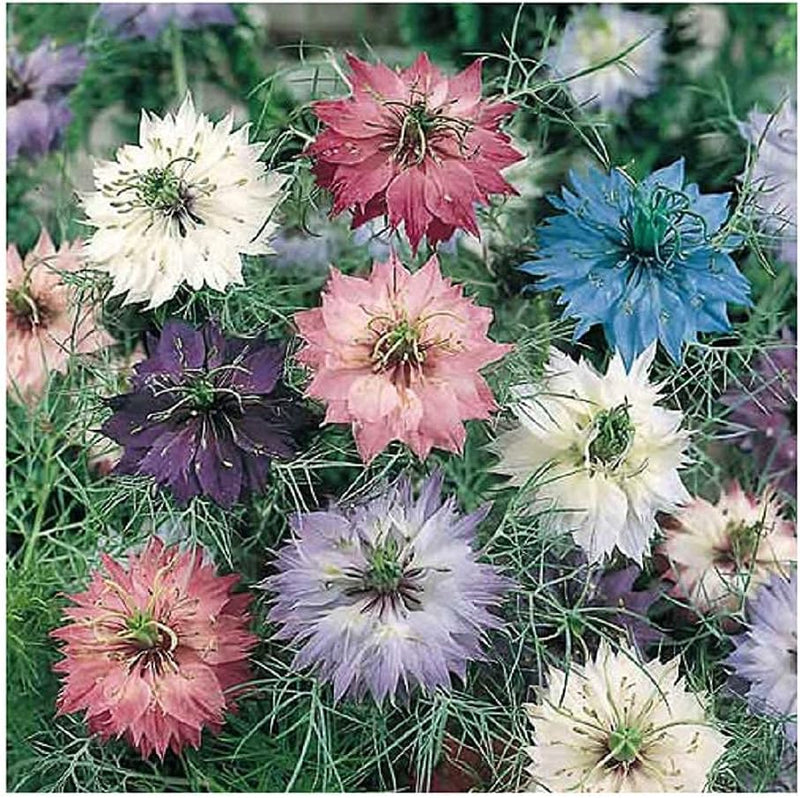 Beautiful blooms and unusual seed pods. Blue, mauve, pink, purple, and white blooms clothed in a lacy netting of greenery. Heirloom favorite for fresh or dried flowers. Balloon-shaped seed pods. 12 to 24 inches in height.