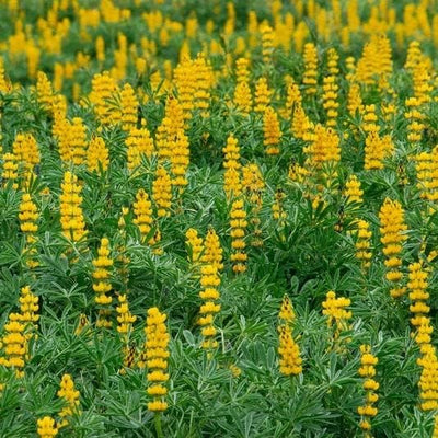Annual Golden Yellow Lupine Seeds -Lupine luteus Also commonly known as European Yellow Lupine, this particular variety was once cultivated as a food crop in the Mediterranean region! Now enjoyed primarily for its bright and cheerful yellow blooms, Annual Golden Lupine is a popular choice for wildflower meadows!