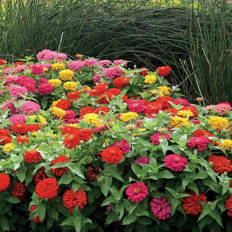 Plant Flower Zinnia Various Types and Sizes