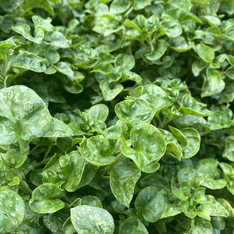 Leafy Greens Spinach Malabar Green is heat loving and frost sensitive. Vigorous climbing vines grow through summer into fall.

Leafy Greens Spinach Malabar Green has glossy, thick, savoyed leaves resemble spinach. Dark green leaves and deep red/purple stems.

Mild Swiss chard taste. Use leaves and young stems sparingly in salads or stir-fries.