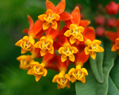 An introduced species of the subtropics that has naturalized throughout North America. Milkweed Tropical is considered an annual, easily started from seed. The alluring, bright orange and yellow flower bouquet are concentrated in compact clusters at the top of branching stems. An important nectar source for Monarchs and a wide variety of other butterfly species, pollinators and hummingbirds.