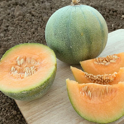 Novel, 4 inch diameter cantaloupe with small 3 foot vines produces surprising numbers of luscious little melons with high sugar content, edible to the rind! Sweet flavor. About three pounds in weight. Harvest in about 60 days. Germination rate is about 80% or better. 