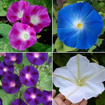 "Top O' The Morning" Morning Glory Flower Seed Mix is one of our best-selling flower species, and it's no surprise why: each variety is so delicately beautiful! We've combined our customers' four favorite Morning Glory varieties into one stunning mixture that illuminates this special flower's kaleidoscope of colors. Suitable for all regions of North America. 