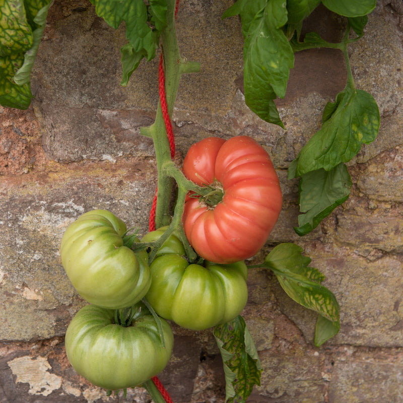 Tomato Beefsteak Indeterminate Mortgage Lifter 25 Non-GMO, Heirloom Seeds