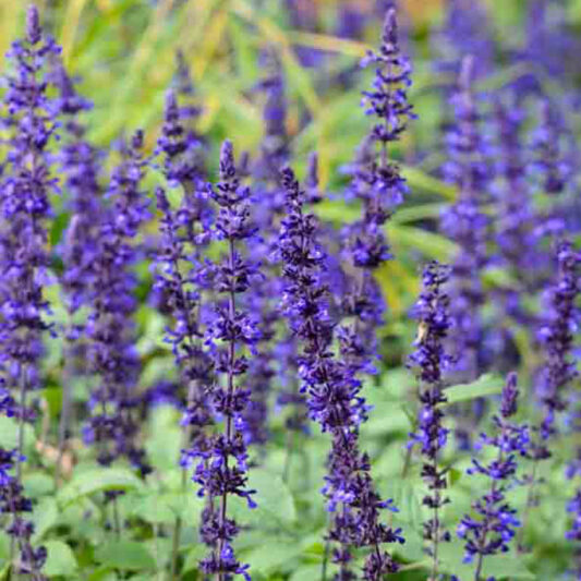 Plant Flower Salvia Mystic Spires Blue