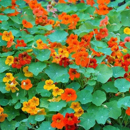 The ultimate mix of the ultimate garden flower. Easy to grow and low maintenance, Tall Mixed Color Nasturtiums are beautiful, beneficial, edible and aromatic! It&