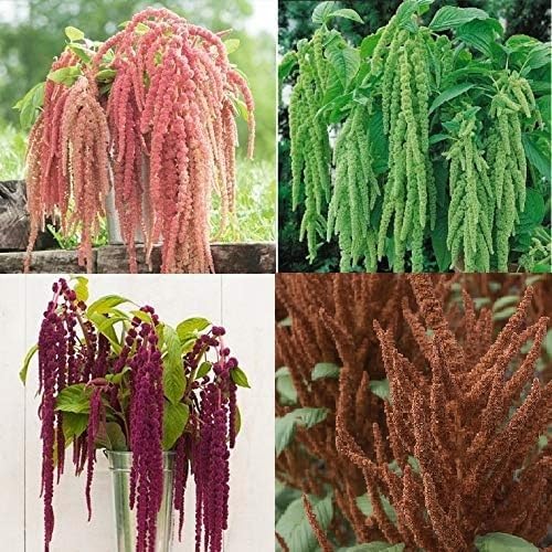 Set Flower Amaranth 4 Varieties 600 Non-GMO, Heirloom Seeds – David's ...